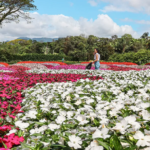 agricola-da-ilha-parque-de-hemerocallis-em-joinville-santa-catarina-ckturistando-02