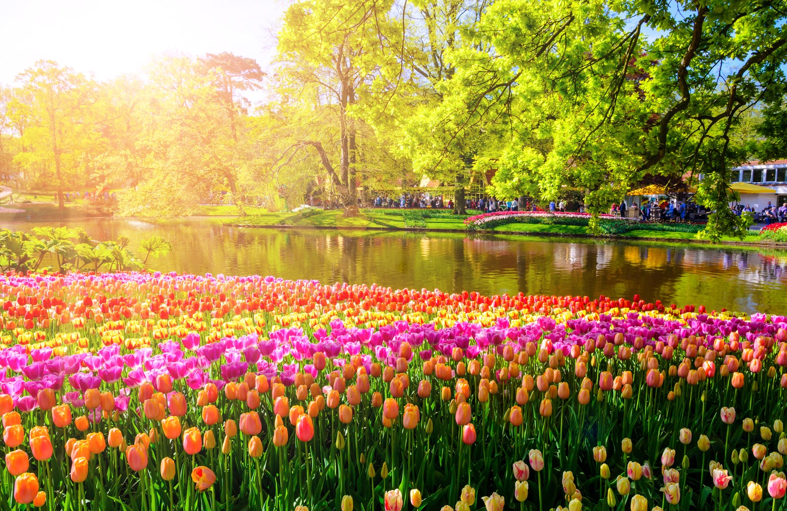 É uma paisagem em um dia ensolararado. No primeiro plano da imagem há uma série de flores do tipo tulipa, com diferentes cores, como laranja, rosa e amarela. No segundo plano, há um lago com pessoas e grandes árvores ao fundo, na outra margem.